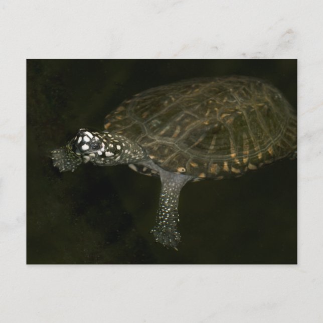 Schwimmschildkröte Postkarte (Vorderseite)
