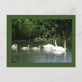 Schwimmschwan Familie DIY Postkarte