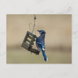 Schwingender Blauhäher Postkarte