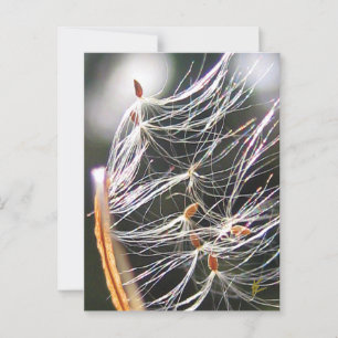 Schwirbeln Milkweed Poof Karneval Natur Postkarte