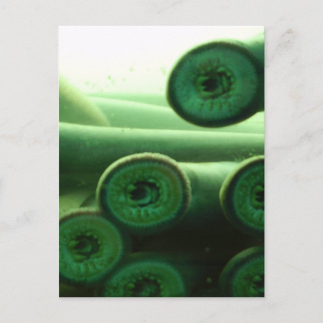 Schwucker Postkarte (Vorderseite)