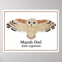 Scientific Bird Watercolor Marsh Owl Poster