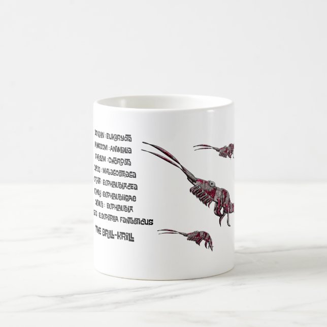 Scientific classification for the brill krill  kaffeetasse (Mittel)
