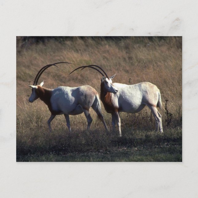 Scimitar-Horned Oryx Postkarte (Vorderseite)