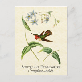 Scintilla Hummingbird Vintag Art Postkarte