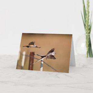 Scissor-Angebundene Flycatchers (Tyrannus Karte