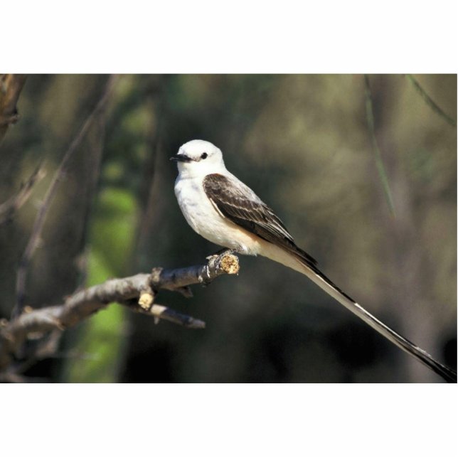 Scissor-angebundener Flycatcher Freistehende Fotoskulptur (Vorne)