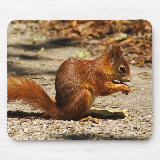 Sciurus vulgaris mousepad (Vorne)