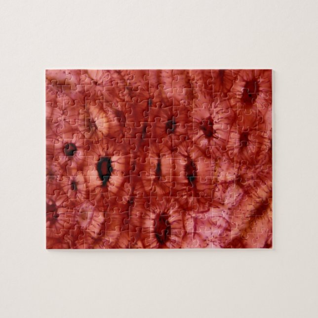 Sclerenchyma Zellen von einer Kirschgrube (Horizontal)