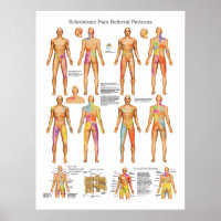 Sclerotome Visceral Pain Poster de référence