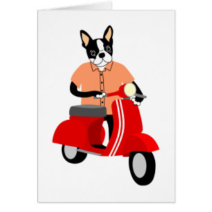 Scooter de Boston Terrier
