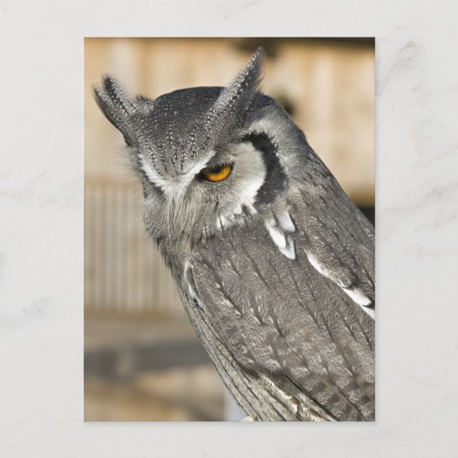 Scops Owl Portrait Postkarte (Vorderseite)