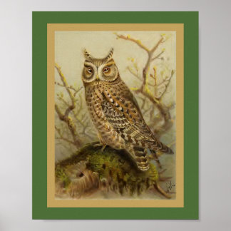 Scops Owl Vintag Bird Illustration Poster