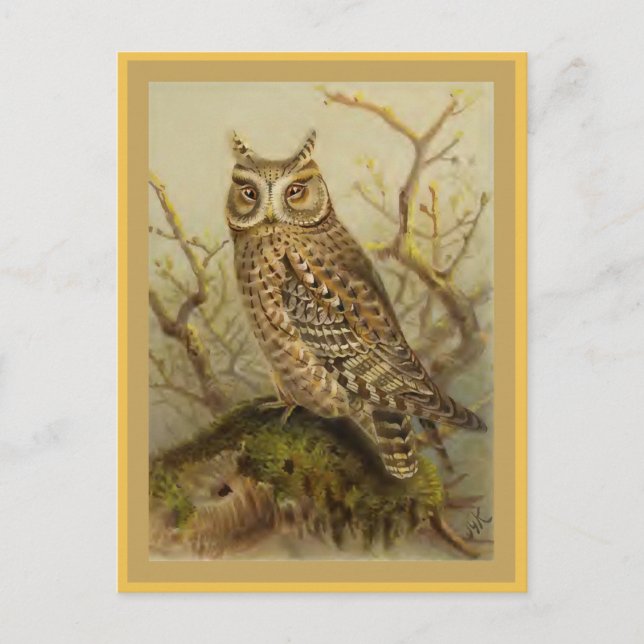 Scops Owl Vintag Bird Illustration Postkarte (Vorderseite)