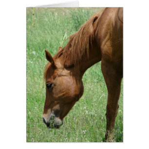 Scotch au début de l'été