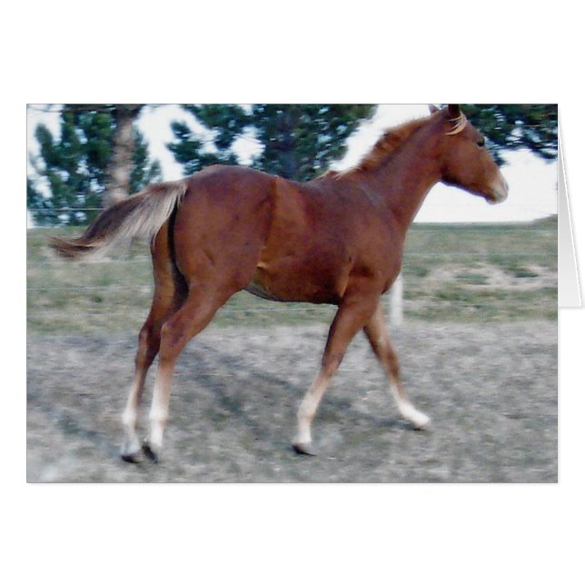 Scotch Boy (Vorderseite (Horizontal))