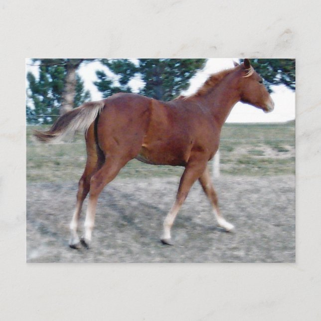 Scotch Boy Postkarte (Vorderseite)