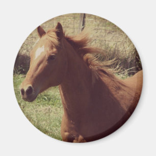 Scotch in Motion Magnet