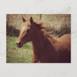 Scotch in Motion Postkarte