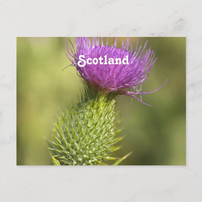 Scotland Thistle Postkarte (Vorderseite)