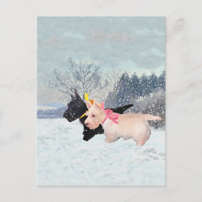 Scottie Pups Postkarte (Vorderseite)