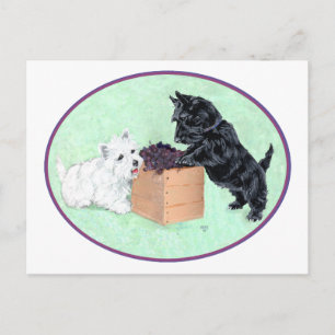 Scottie und Westie-Traubenernte Postkarte