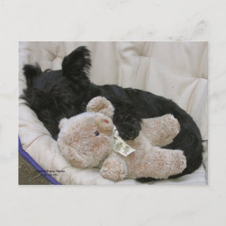 Scottie-Welpen-Schlaf Postkarte