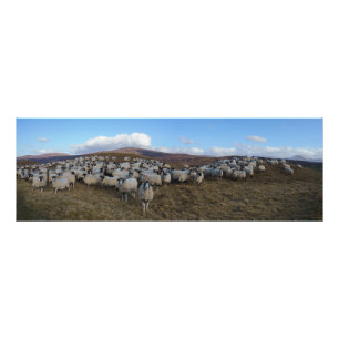 Scottish Blackface Sheep Herd Panorama Fotodruck