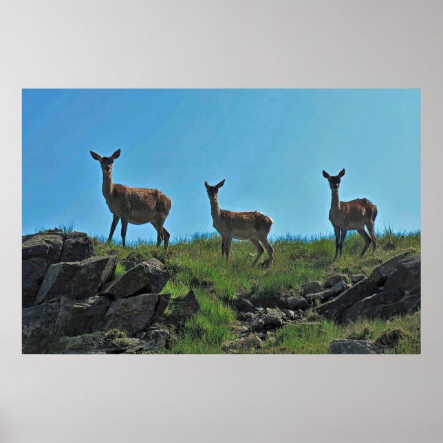 Scottish Deer Trio Poster (Vorne)