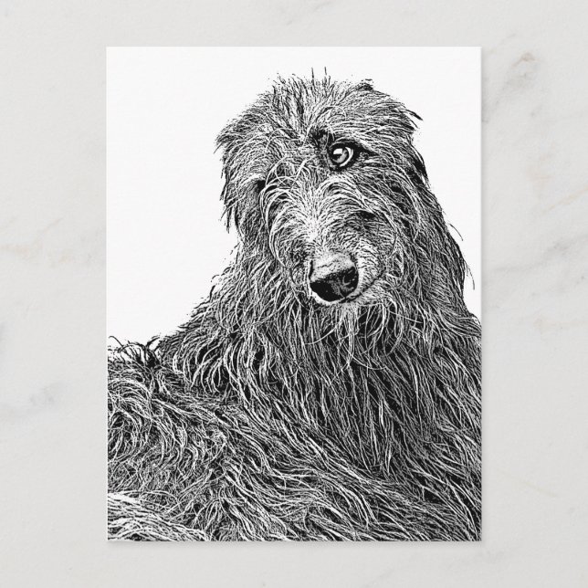 Scottish deerhound Noir et Blanc Postkarte (Vorderseite)