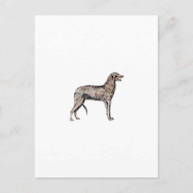 Scottish Deerhound Postkarte (Vorderseite)