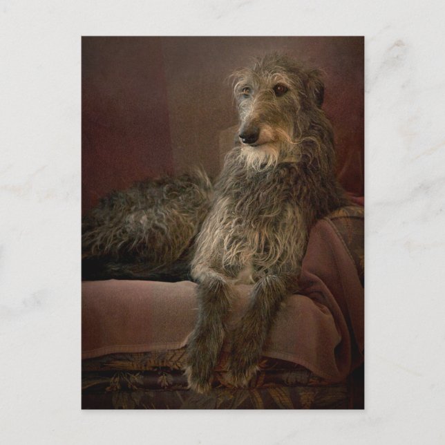 Scottish Deerhound Postkarte (Vorderseite)