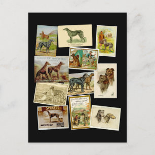 Scottish deerhound: Vintag Postkarte
