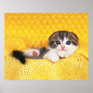 Scottish-Falte; ist eine Zucht der Katze mit einem Poster