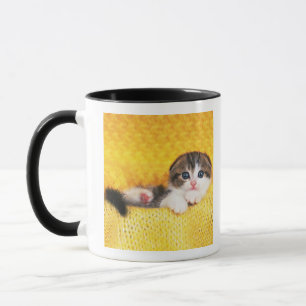 Scottish-Falte; ist eine Zucht der Katze mit einem Tasse
