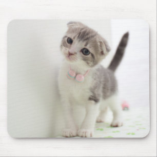 Scottish-Falten-Kätzchen Mousepad