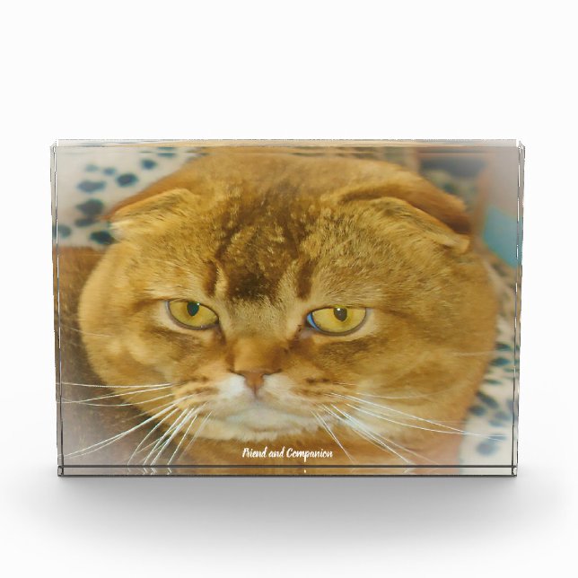Scottish Fold Cat Fotoblock (Vorderseite)