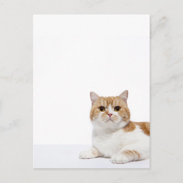 Scottish Fold Cat Postkarte (Vorderseite)
