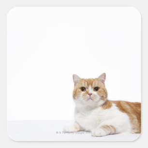 Scottish Fold Cat Quadratischer Aufkleber