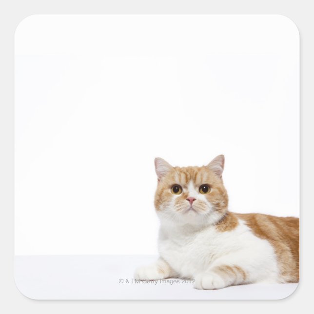 Scottish Fold Cat Quadratischer Aufkleber (Vorderseite)