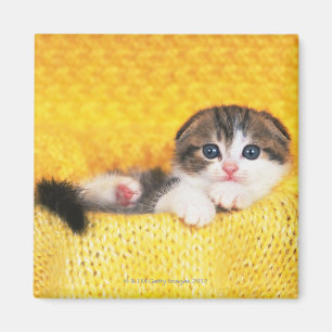 Scottish Fold; ist eine Katze mit einer natürliche Magnet