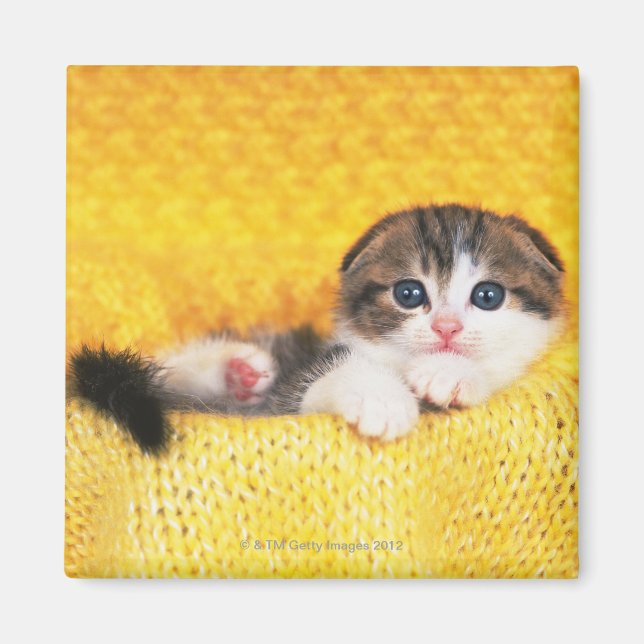 Scottish Fold; ist eine Katze mit einer natürliche Magnet (Vorne)