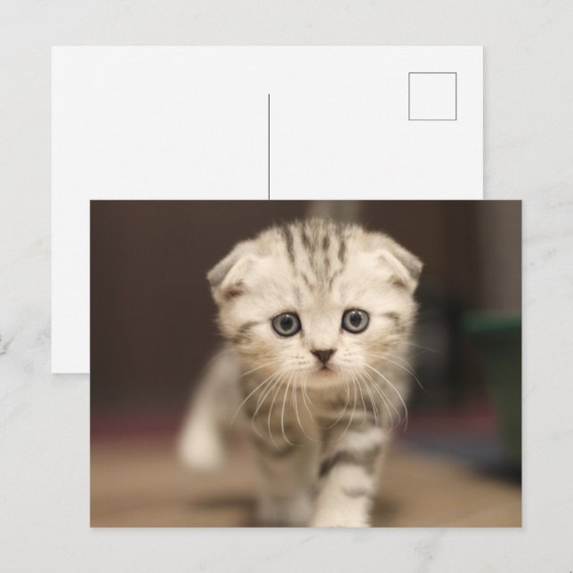Scottish Fold Kitten Feiertagspostkarte (Vorne/Hinten)