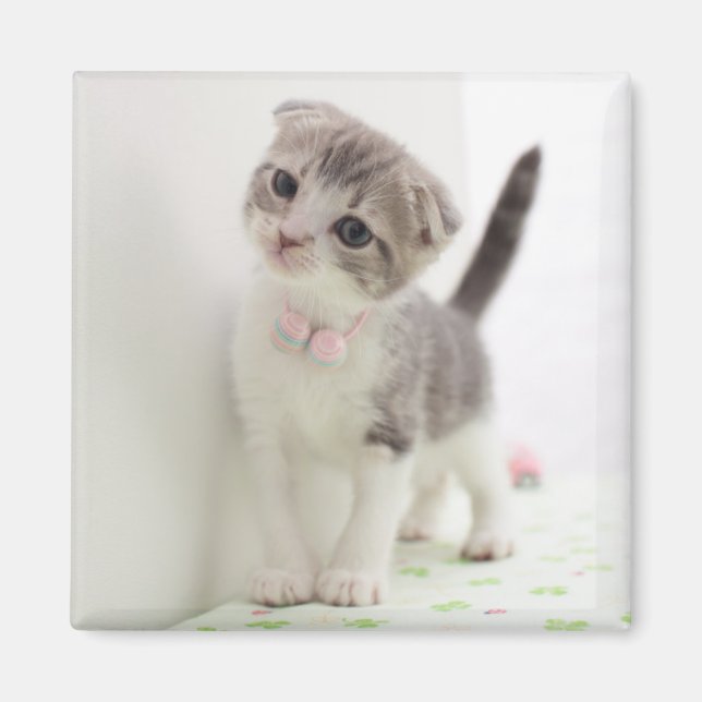 Scottish Fold Kitten Magnet (Vorne)