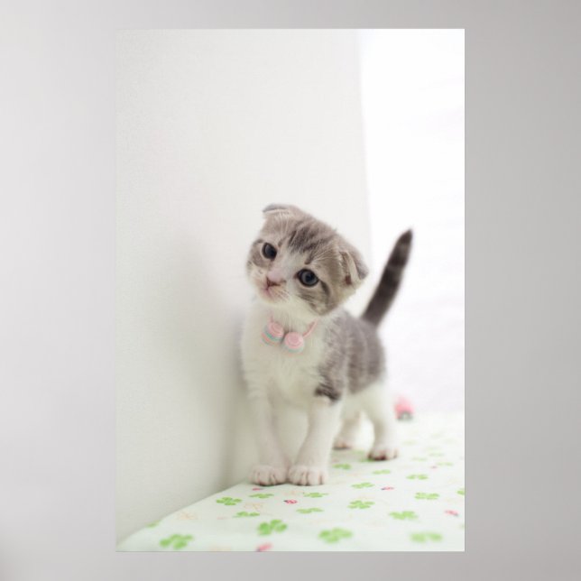 Scottish Fold Kitten Poster (Vorne)