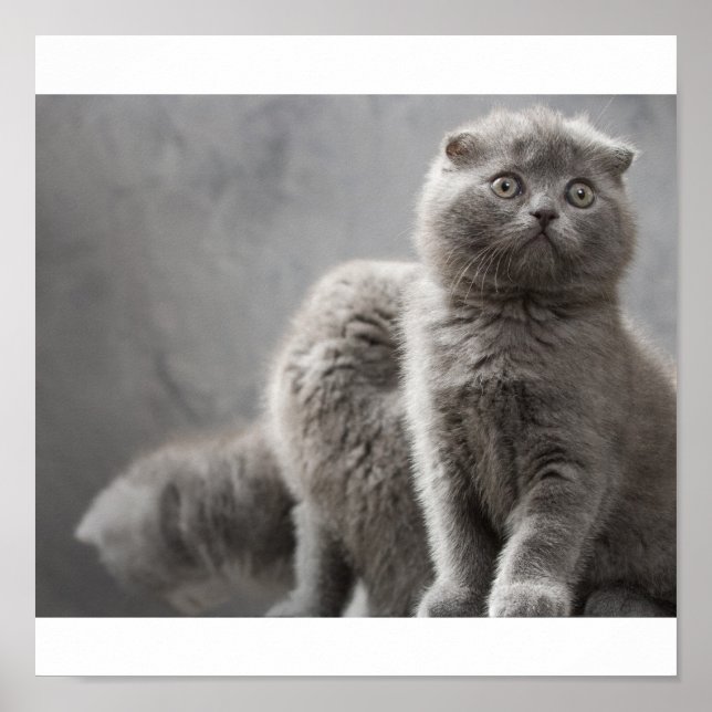 Scottish Fold Kittens Poster (Vorne)