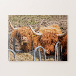 Scottish Highland