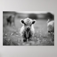 Scottish Highland Calf Baby Cow