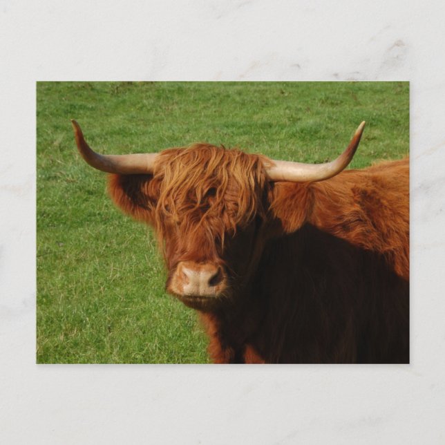Scottish Highland Cattle Postcard Postkarte (Vorderseite)