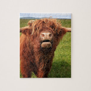 Scottish Highland Cattle - Scotland